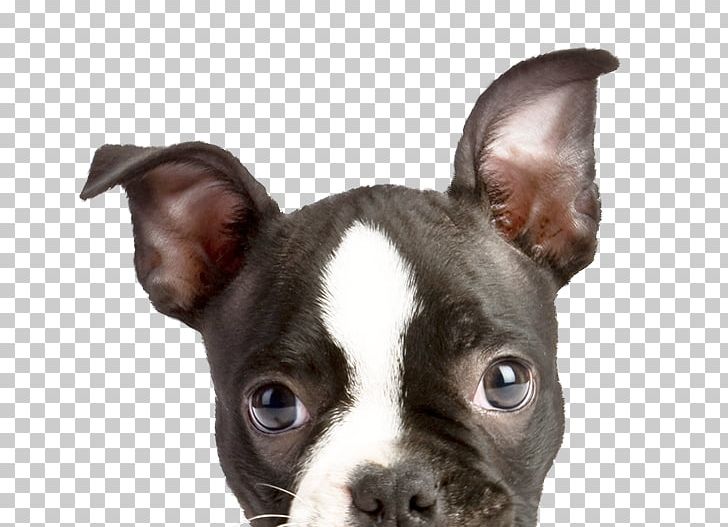 Pet Sitting Field Spaniel Dog Walking Dog Daycare Dog Training PNG, Clipart, Boston Terrier, Carnivoran, Companion Dog, Dog, Dog Breed Free PNG Download