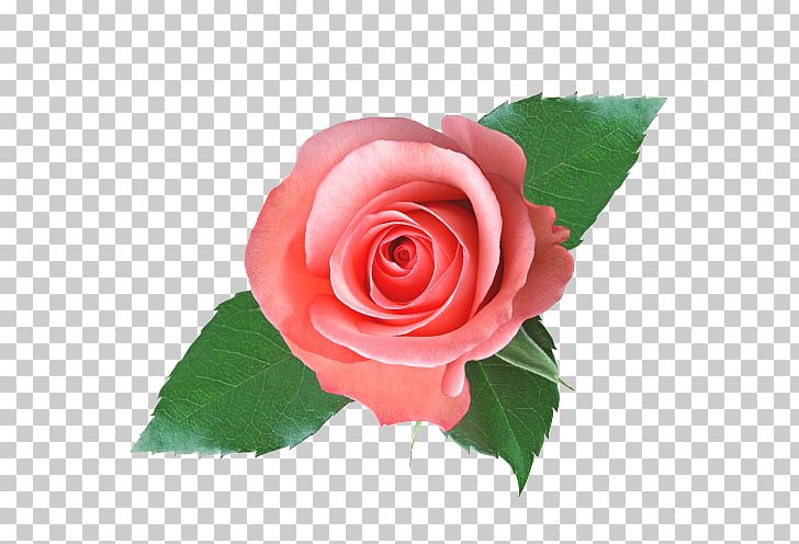 Taobao Price Geraniums Cosmetics PNG, Clipart, China Rose, Closeup, Cosmetics, Cut Flowers, Floribunda Free PNG Download