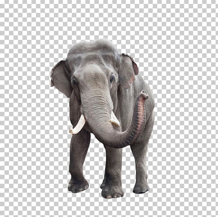 African Bush Elephant Indian Elephant Stock Photography PNG, Clipart, African Elephant, Animal, Animals, Asian Elephant, Baby Elephant Free PNG Download
