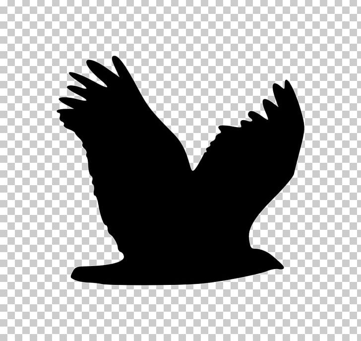 Bird Eagle Wing PNG, Clipart, Animals, Beak, Bird, Bird Of Prey, Black And White Free PNG Download