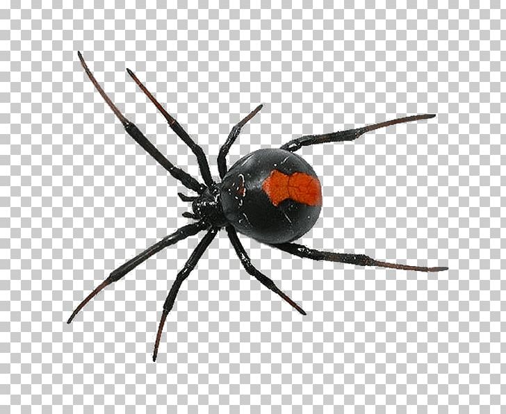 Cockroach Spider Pest Control Termite PNG, Clipart, Animals, Arachnid, Araneus, Arthropod, Black Widow Free PNG Download