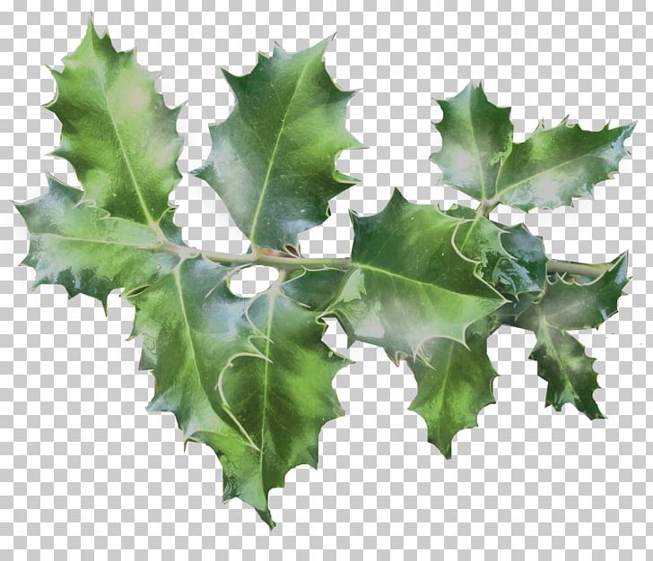 Common Holly Ilex Crenata Magnolia Tree PNG, Clipart, Aquifoliaceae, Chai, Christmas, Common Holly, Conifer Cone Free PNG Download