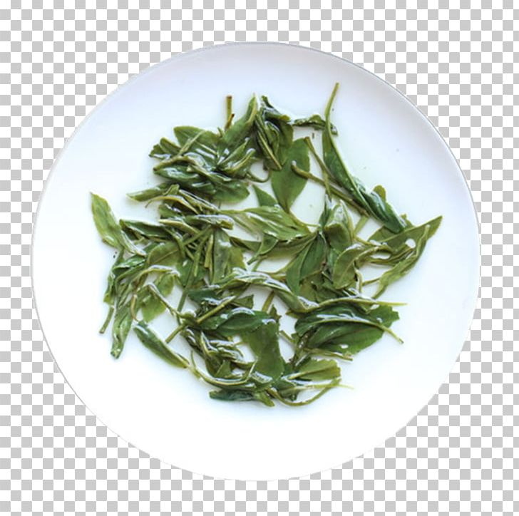 Green Tea Black Tea Camellia Sinensis PNG, Clipart, Bubble Tea, Food, Free Stock Png, Leaf, Leaf Vegetable Free PNG Download