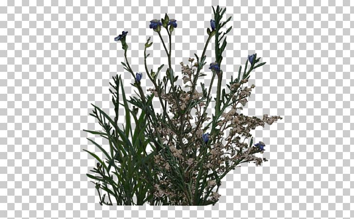 Plant Shrub Lavender Stock Photography PNG, Clipart, Art, Branch, Deviantart, Digital Art, Fern Free PNG Download