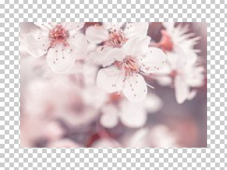 Stock Photography Flower Blossom PNG, Clipart, Blossom, Branch, Can Stock Photo, Cherry Blossom, Computer Wallpaper Free PNG Download