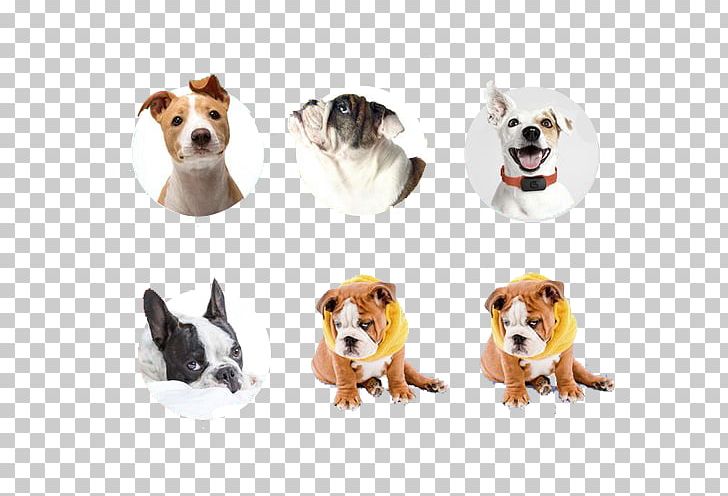 Dog Stock Photos PNG, Clipart, Animals, Canidae, Carnivoran, Companion Dog, Computer Graphics Free PNG Download
