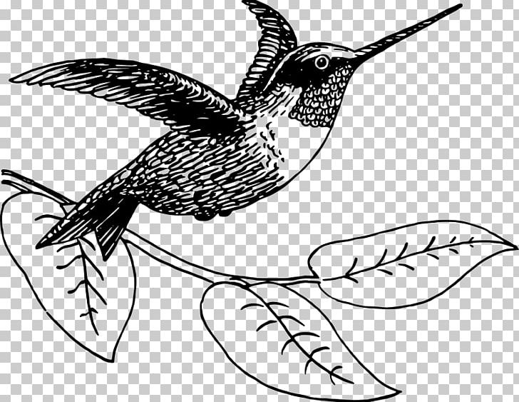 Hummingbird Drawing PNG, Clipart, Animal, Animals, Art, Artwork, Beak Free PNG Download