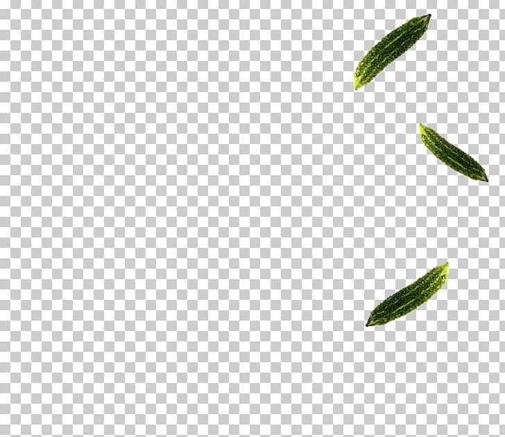 Leaf Branch Tree Plant Stem PNG, Clipart, Branch, Leaf, Plant, Plant Stem, Tree Free PNG Download