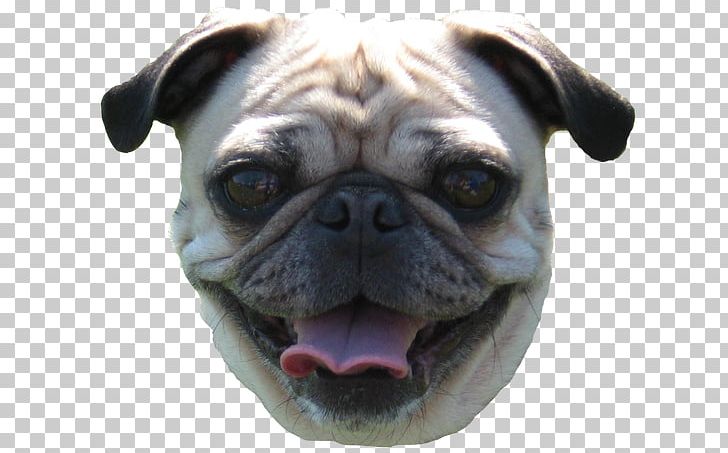 Pug Toy Bulldog Dog Breed Companion Dog PNG, Clipart, Animal, Breed, Bulldog, Carnivoran, Companion Dog Free PNG Download