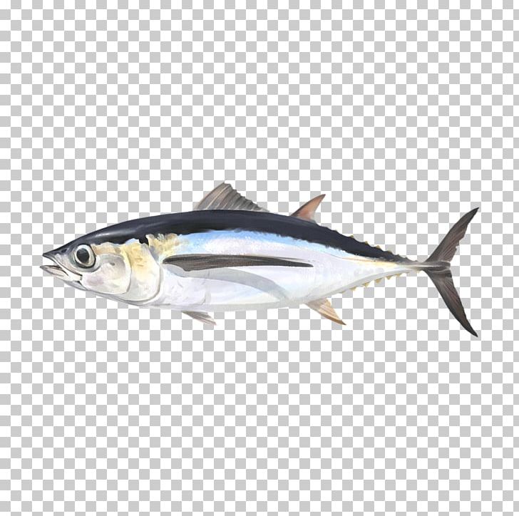Mackerel Albacore Sardine Thunnus Fish Products PNG, Clipart, Albacore, Animals, Aquaculture, Atlantic Bonito, Bonito Free PNG Download