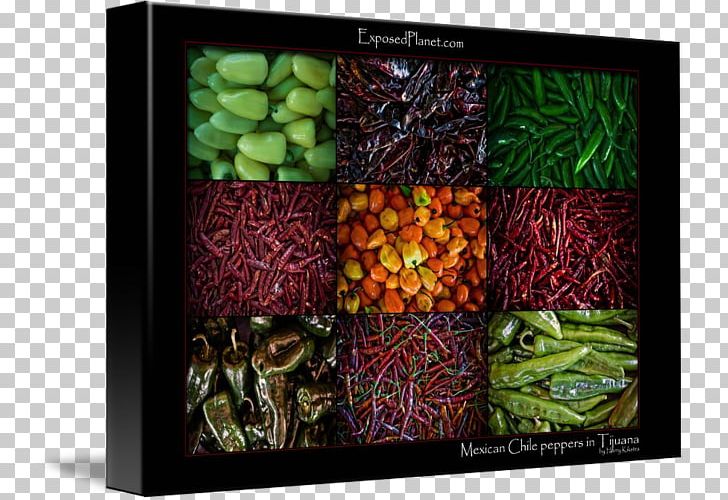 Mexico Fruit Chili Pepper PNG, Clipart, Chili Pepper, Fruit, Mexico, Organism, Others Free PNG Download