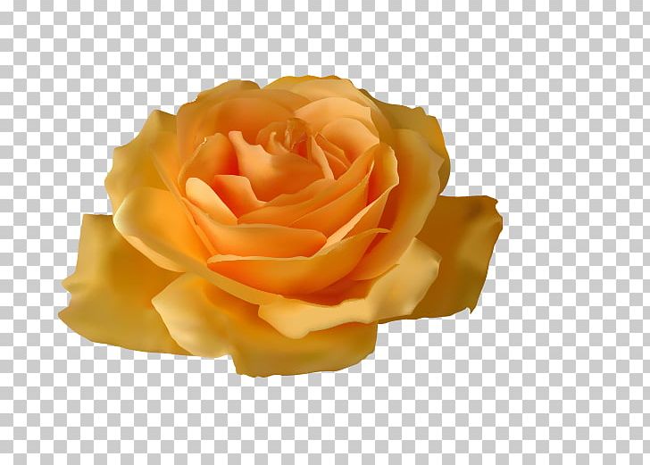 Rose Yellow Flower PNG, Clipart, Clip Art, Color, Computer Wallpaper, Flower, Flowers Free PNG Download