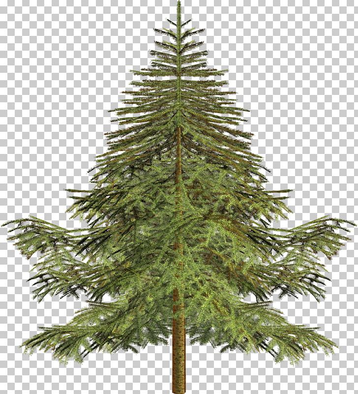 Tree Larch Spruce Conifers Pine PNG, Clipart, Arborvitae, Branch, Christmas Decoration, Christmas Ornament, Christmas Tree Free PNG Download