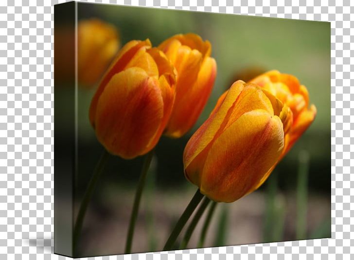Tulip Desktop Plant Stem Bud Petal PNG, Clipart, Bud, Closeup, Closeup, Computer, Computer Wallpaper Free PNG Download