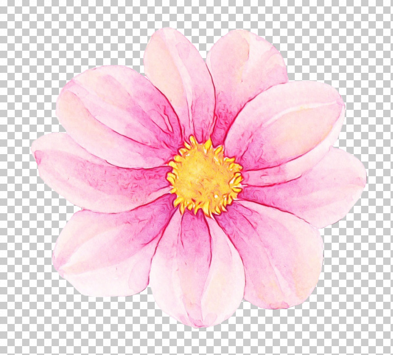 Petal Flower Pink Plant Daisy Family PNG, Clipart, Cosmos, Daisy Family, Flower, Gerbera, Paint Free PNG Download