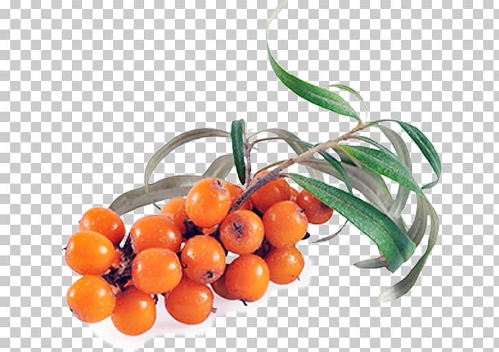 Sea Buckthorn Oil Seaberry Vegetable Oil Health PNG, Clipart, Berry, Buckthorn, Food, Fruit, Hard Soap Free PNG Download