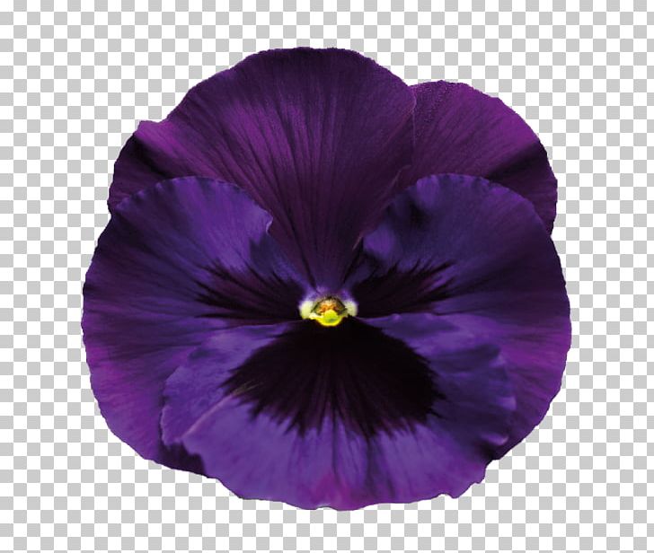 Sweet Violet Flower Purple Pansy PNG, Clipart, Blue, Color, Flower, Flowering Plant, Magenta Free PNG Download