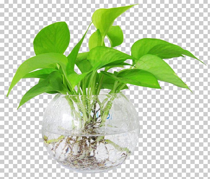 Devil's Ivy Ornamental Plant Water Hydroponics Leaf PNG, Clipart,  Free PNG Download