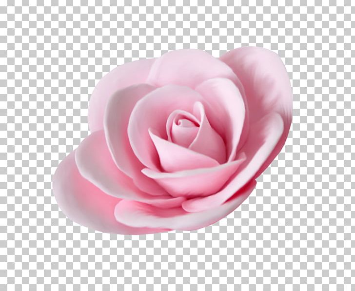 Garden Roses Flower Beach Rose PNG, Clipart, Beach Rose, Camellia, Closeup, Cut Flowers, Download Free PNG Download
