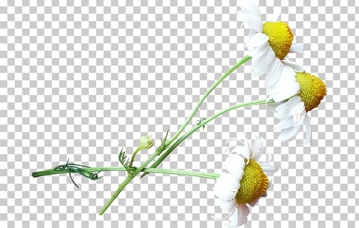 Chrysanthemum Cut Flowers Plant PNG, Clipart, Branch, Bud, Chrysanthemum, Cut Flowers, Daisy Free PNG Download