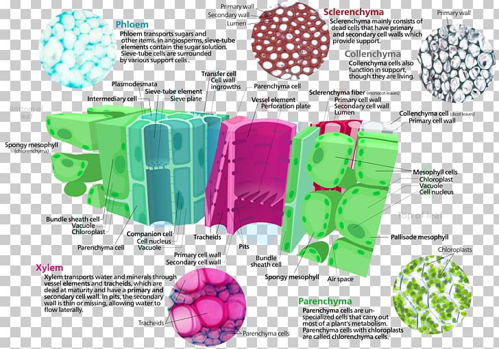 Plant Cell Ground Tissue Xylem Cell Type PNG, Clipart, Cell, Cell Type, Cell Wall, Epidermis, Food Drinks Free PNG Download