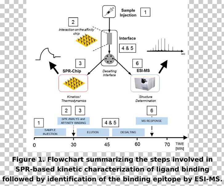 Sizeexclusion Chromatography Highperformance Liquid Chromatography