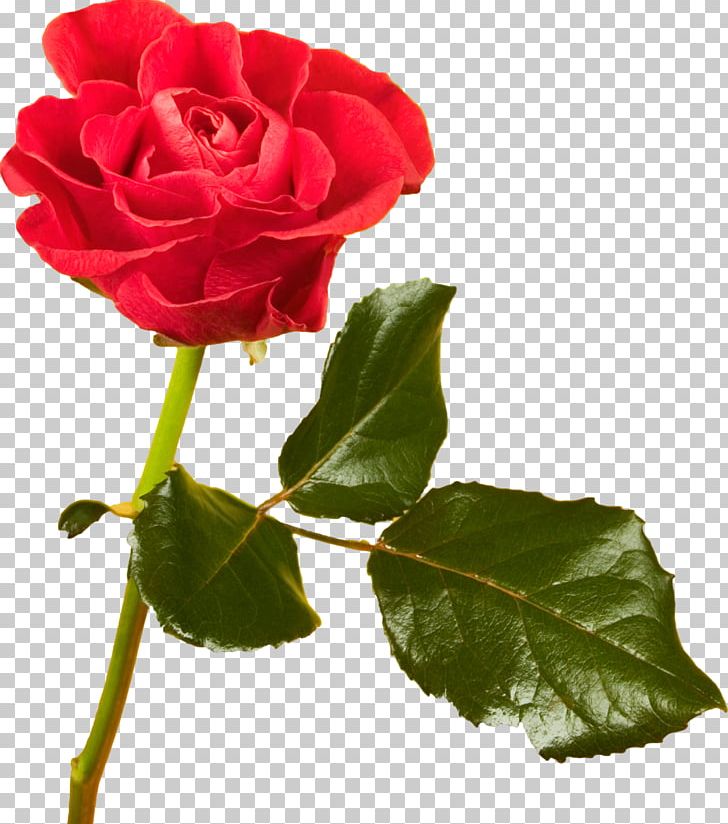 Beach Rose Cut Flowers Red Centifolia Roses PNG, Clipart, Annual Plant, Beach Rose, Bud, Centifolia Roses, China Rose Free PNG Download