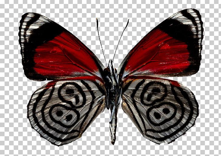 Butterfly Stock Photography Depositphotos PNG, Clipart, Arthropod, Blue Butterfly, Brush Footed Butterfly, Butterfly, Caterpillar Free PNG Download