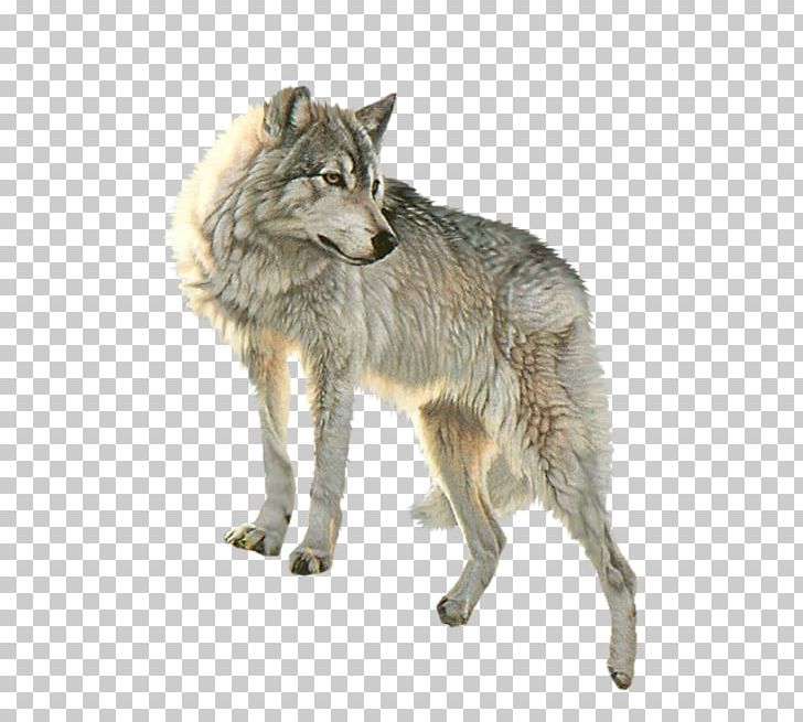 Dog Arctic Wolf PNG, Clipart, Animals, Arctic Wolf, Black Wolf, Canis Lupus Tundrarum, Carnivoran Free PNG Download
