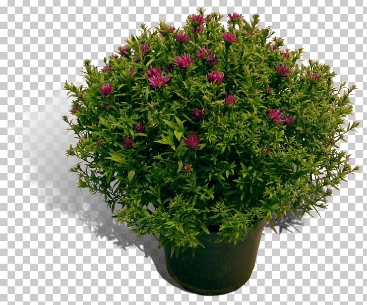 Flowerpot English Yew Evergreen Shrub Houseplant PNG, Clipart, Annual Plant, English Yew, Evergreen, Family, Flower Free PNG Download
