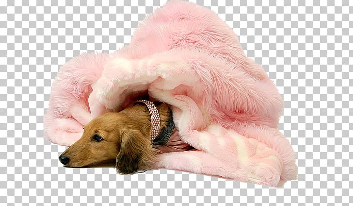 Golden Retriever Puppy Dog Breed Lap Of Luxury Dog Spa Companion Dog PNG, Clipart, Animals, Breed, Carnivoran, Collette, Companion Dog Free PNG Download