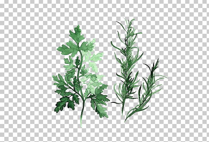 Herb Watercolor Painting Parsley Art PNG, Clipart, Art, Botany, Branch, Color, Fall Leaves Free PNG Download