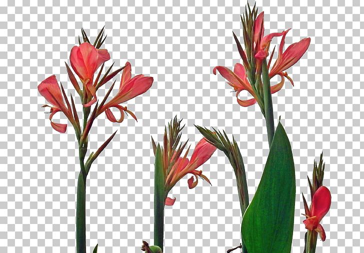 Canna Indica Flower Indian Shot Floral Design PNG, Clipart, Amaryllis, Amaryllis Belladonna, Beautiful, Beautiful Flowers, Big Free PNG Download