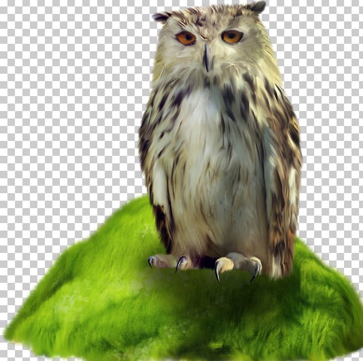 Little Owl Bird PNG, Clipart, Animals, Beak, Bird, Bird Of Prey, Computer Icons Free PNG Download