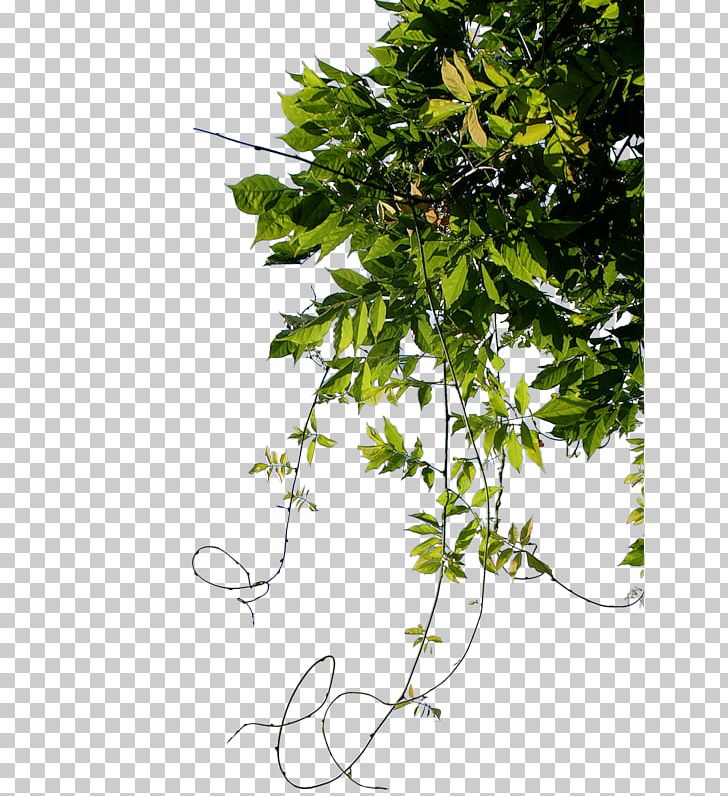 Portable Network Graphics Leaf PNG, Clipart, Branch, Color, Computer Network, Download, Flora Free PNG Download