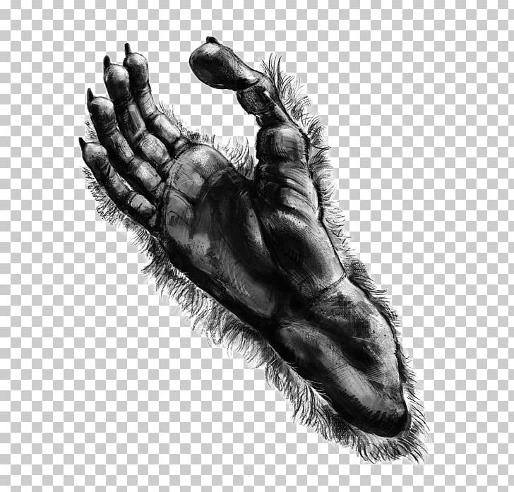 Primate Claw Silvery Gibbon Foot PNG, Clipart, Black And White, Carnivoran, Claw, Drawing, Finger Free PNG Download