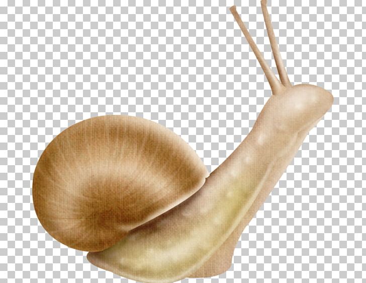 Snails And Slugs Escargot Insect Land Snail PNG, Clipart, Animal, Animals, Escargot, Gastropods, Insect Free PNG Download
