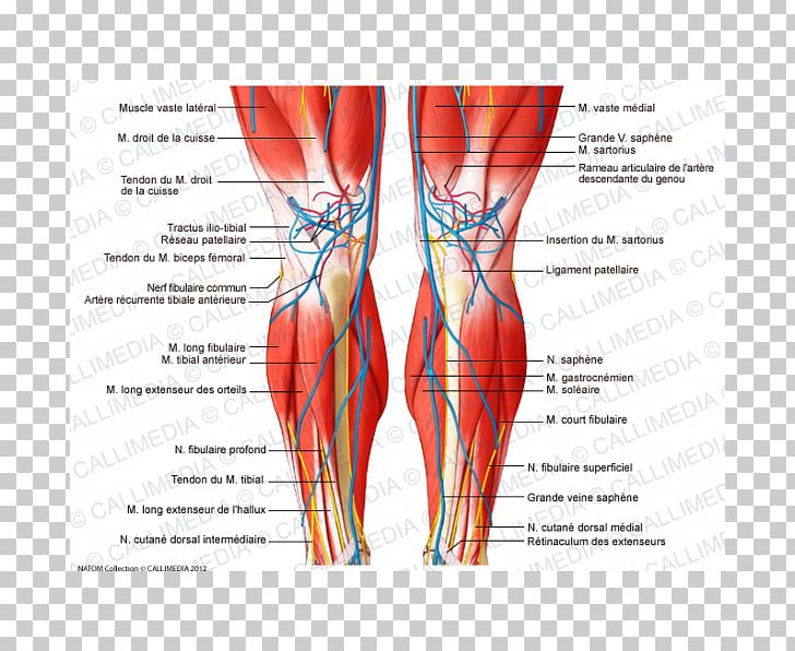 Thigh Knee Muscle Nerve Crus PNG, Clipart, Abdomen, Anatomy, Arm, Blood Vessel, Calf Free PNG Download