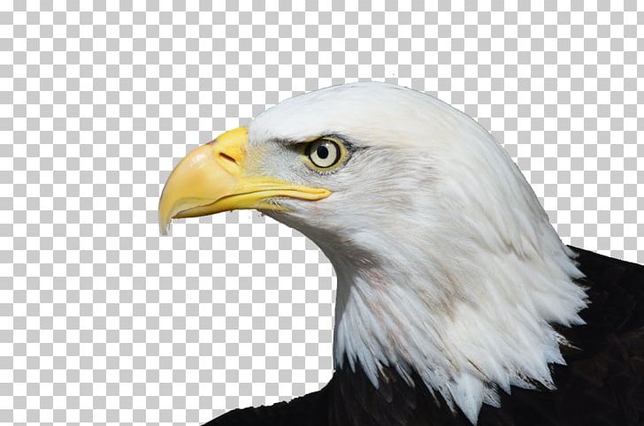 Bald Eagle Bird Of Prey White-tailed Eagle PNG, Clipart, Accipitriformes, Animal, Animal Legal Defense Fund, Animals, Bald Eagle Free PNG Download