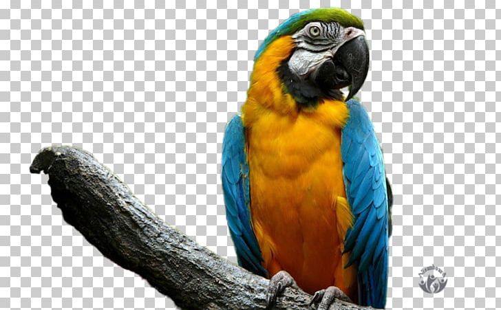 Parrot Bird Cockatiel Budgerigar Pet PNG, Clipart, Animal, Animals, Beak, Bird, Birdcage Free PNG Download
