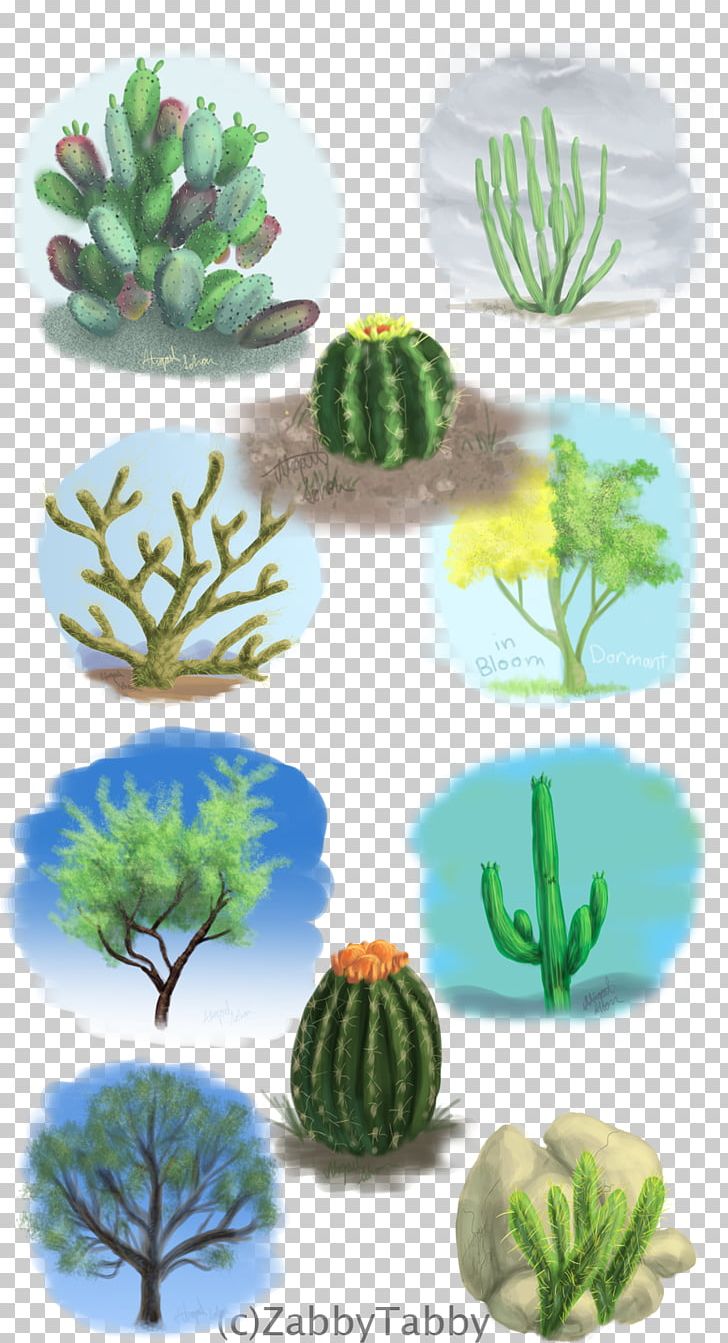Citroën Cactus M Flowerpot PNG, Clipart, Cactus, Caryophyllales, Flowering Plant, Flowerpot, Organism Free PNG Download
