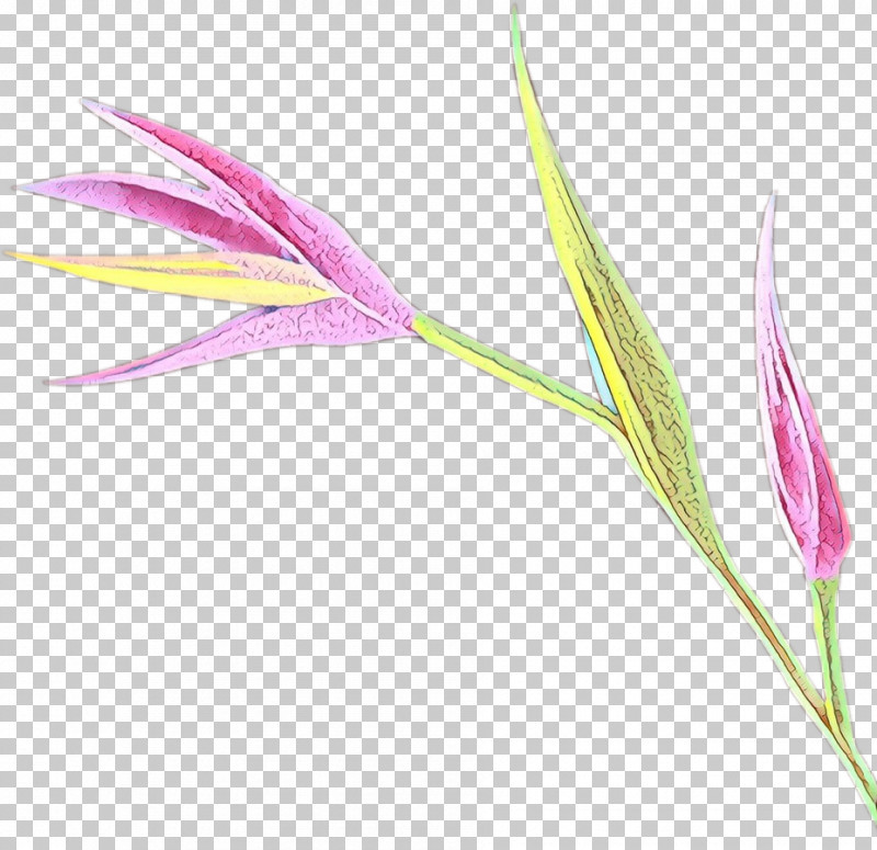 Flower Plant Pedicel PNG, Clipart, Flower, Pedicel, Plant Free PNG Download
