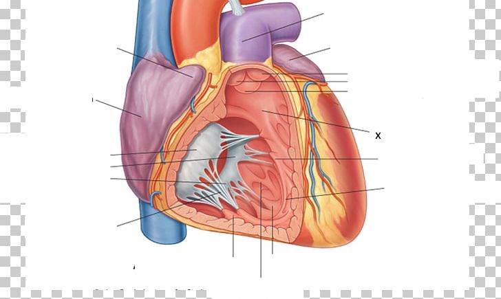 anterior interventricular artery