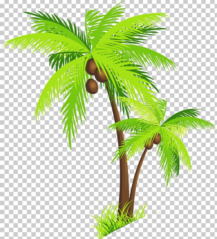 Coconut Tree PNG, Clipart, Arecaceae, Arecales, Borassus Flabellifer, Clip Art, Coconut Free PNG Download