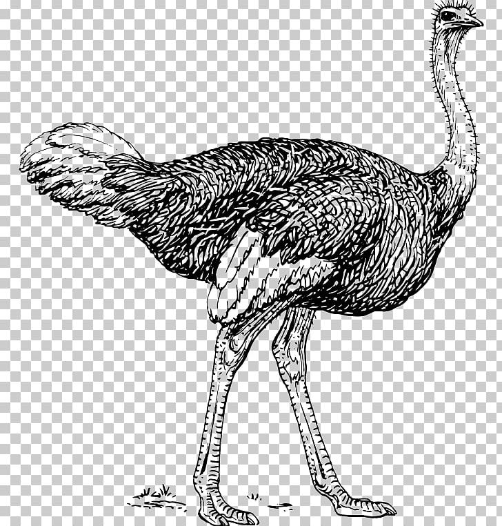 Common Ostrich Bird Emu PNG, Clipart, Animal, Animals, Art, Beak, Bird Free PNG Download