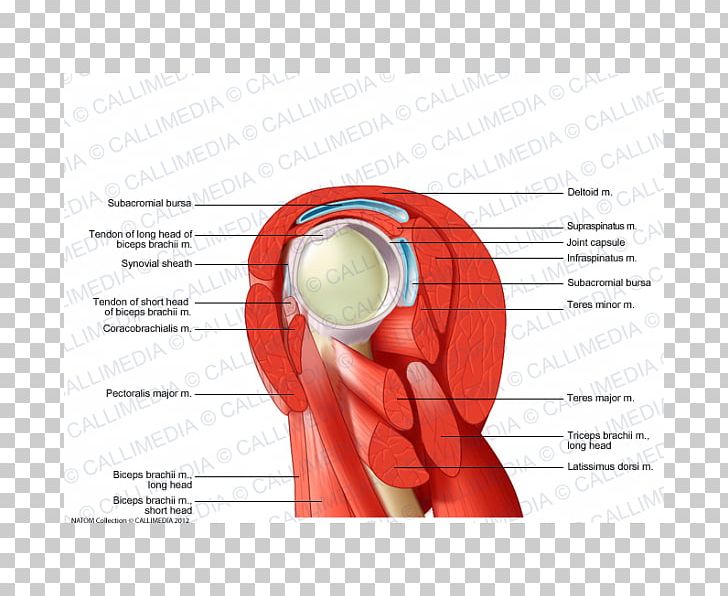 Shoulder Muscle Human Anatomy Human Body PNG, Clipart, Anatomy, Angle, Arm, Biceps, Circle Free PNG Download