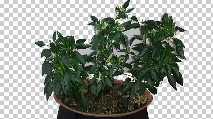 Akadama Cayenne Pepper Plant Flowerpot Chili Pepper PNG, Clipart, Akadama, Bonsai, Bonsai Styles, Cayenne Pepper, Chili Pepper Free PNG Download
