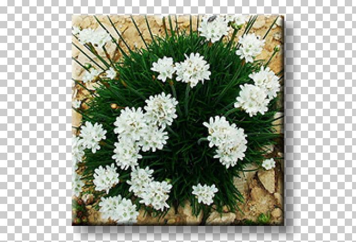 Evergreen Candytuft Armeria Maritima Perennial Plant Rock Garden Ornamental Plant PNG, Clipart, Alba, Armeria Maritima, Blossom, Bugleweed, Candytuft Free PNG Download
