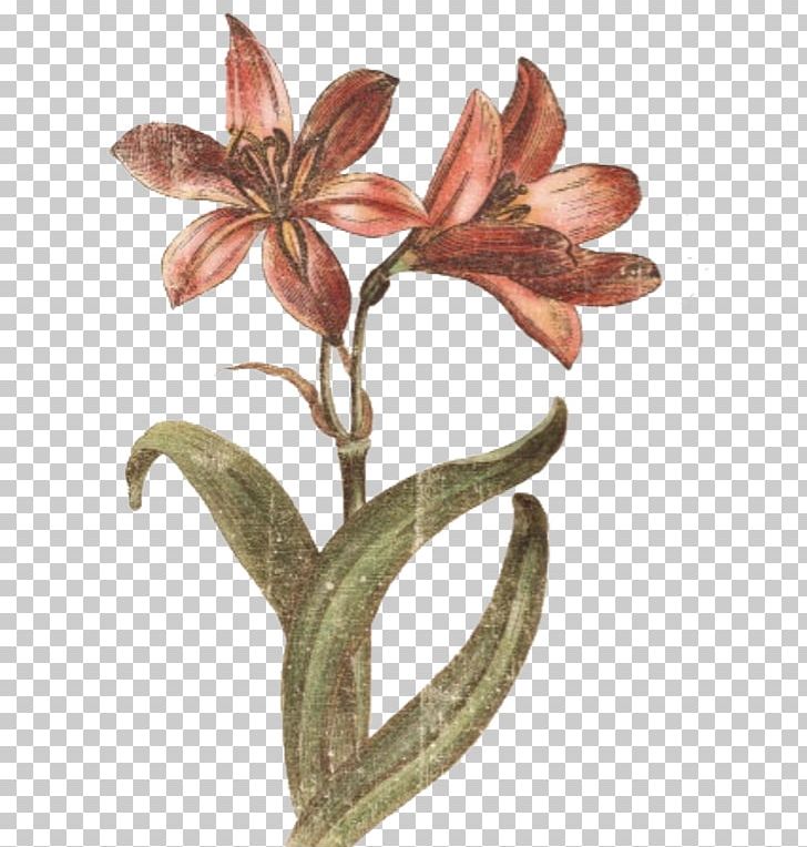 Flower Plant Stem Amaryllis PNG, Clipart, Amaryllis, Flower, Nature, Plant, Plant Stem Free PNG Download