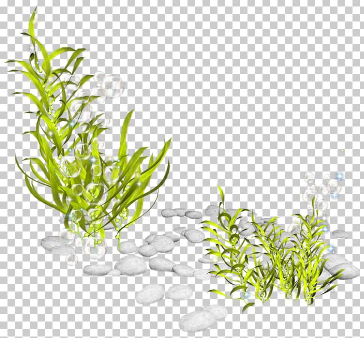 Seaweed Plant Seabed PNG, Clipart, Algae, Aquarium Decor, Aquatic Plants, Clip Art, Creatures Free PNG Download